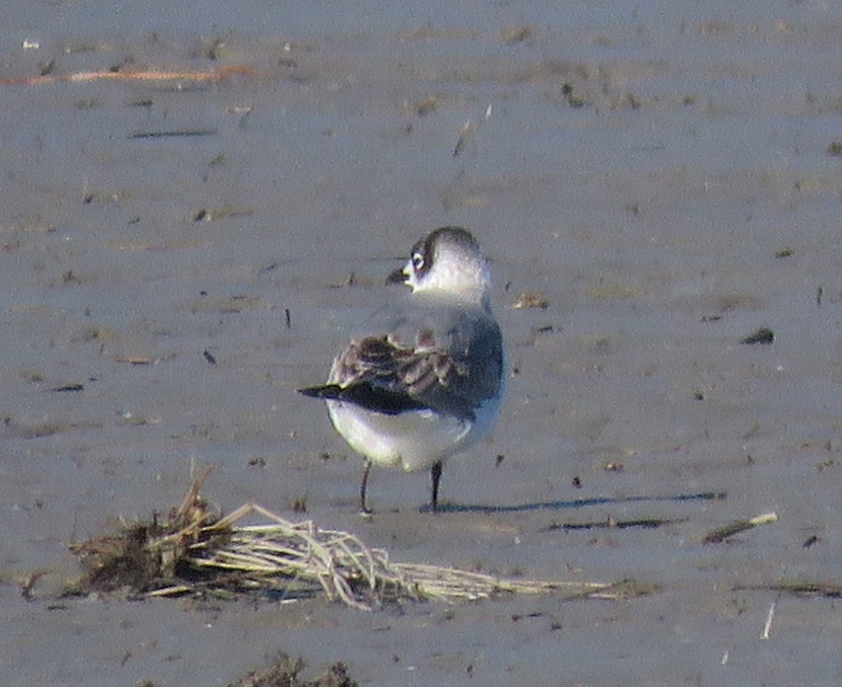 Franklin's Gull - Rosemary Seidler