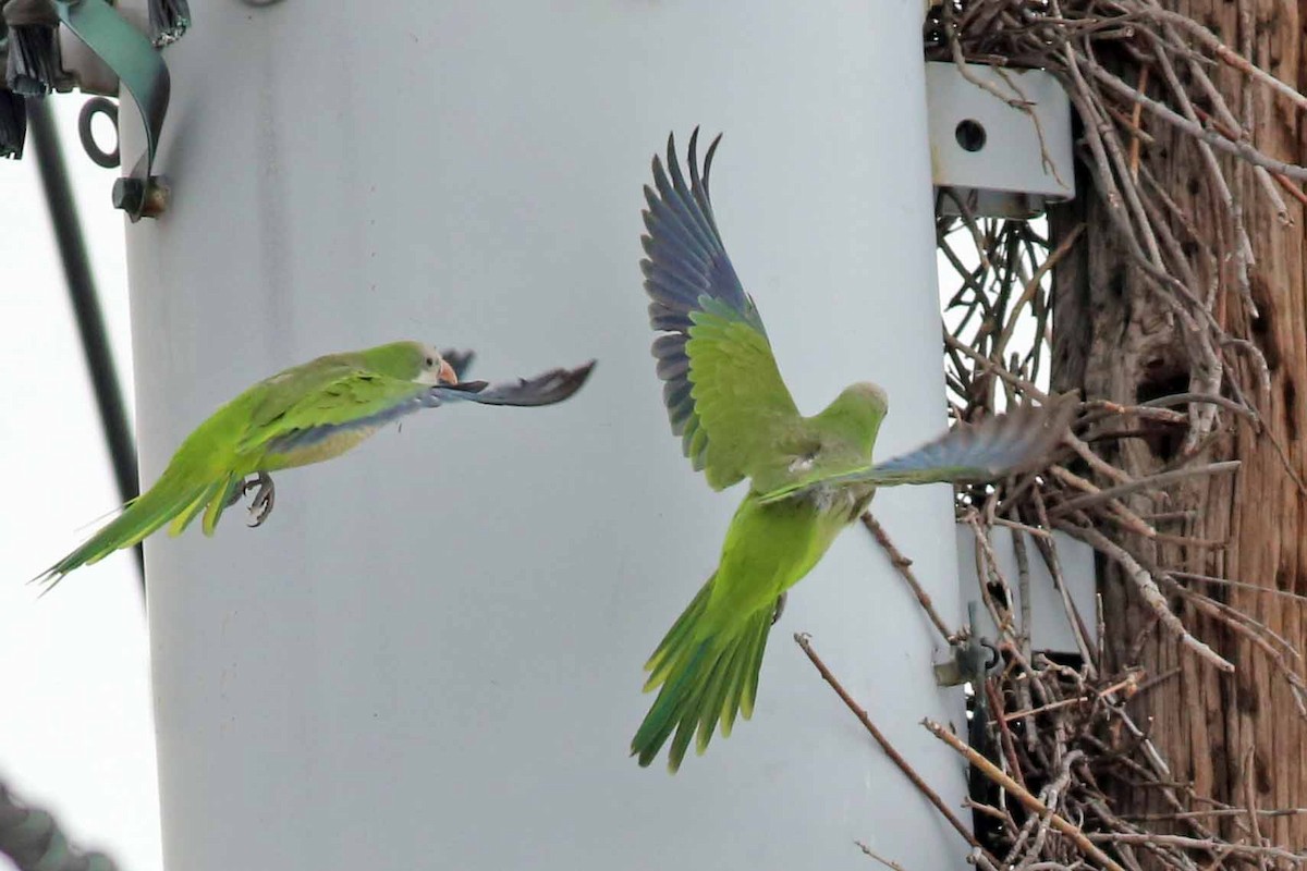 Monk Parakeet - ML38734181