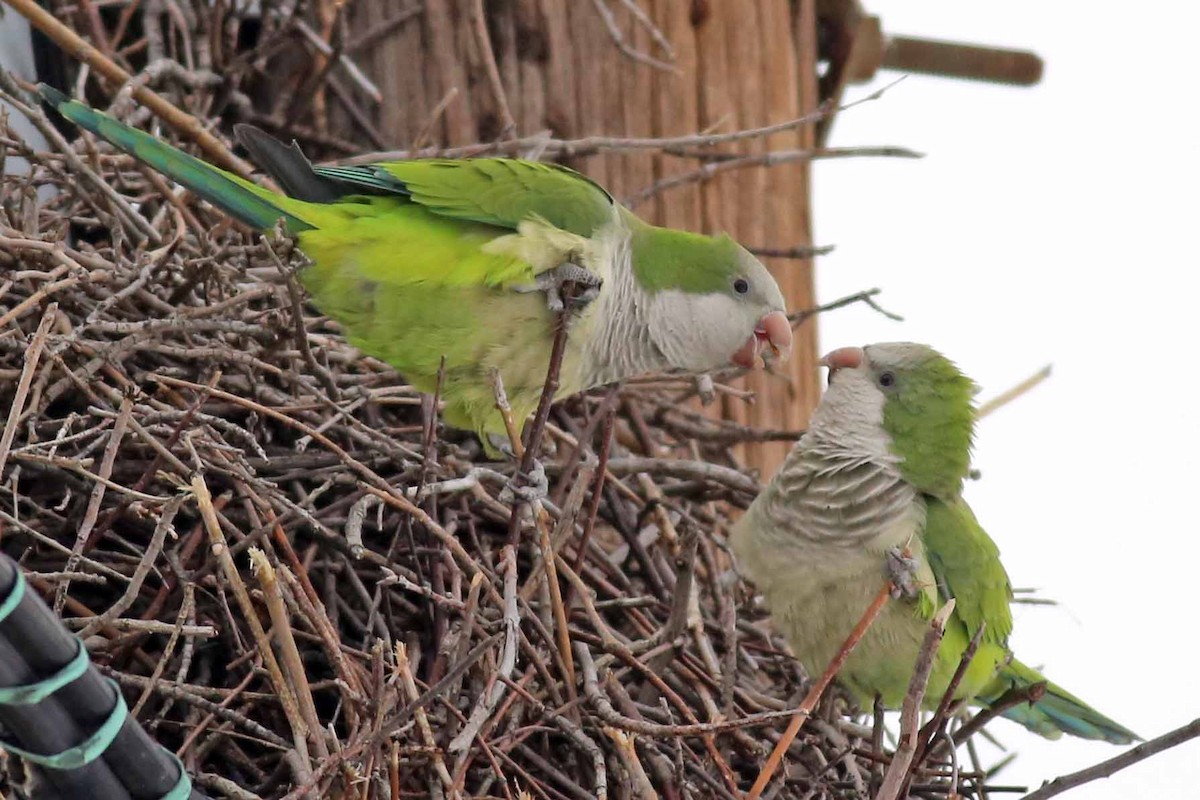 Monk Parakeet - ML38734191