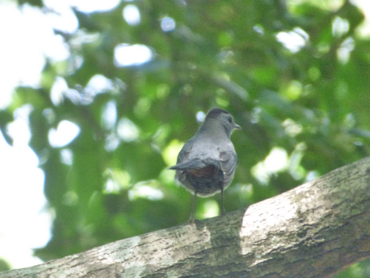 Gray Catbird - ML387342401