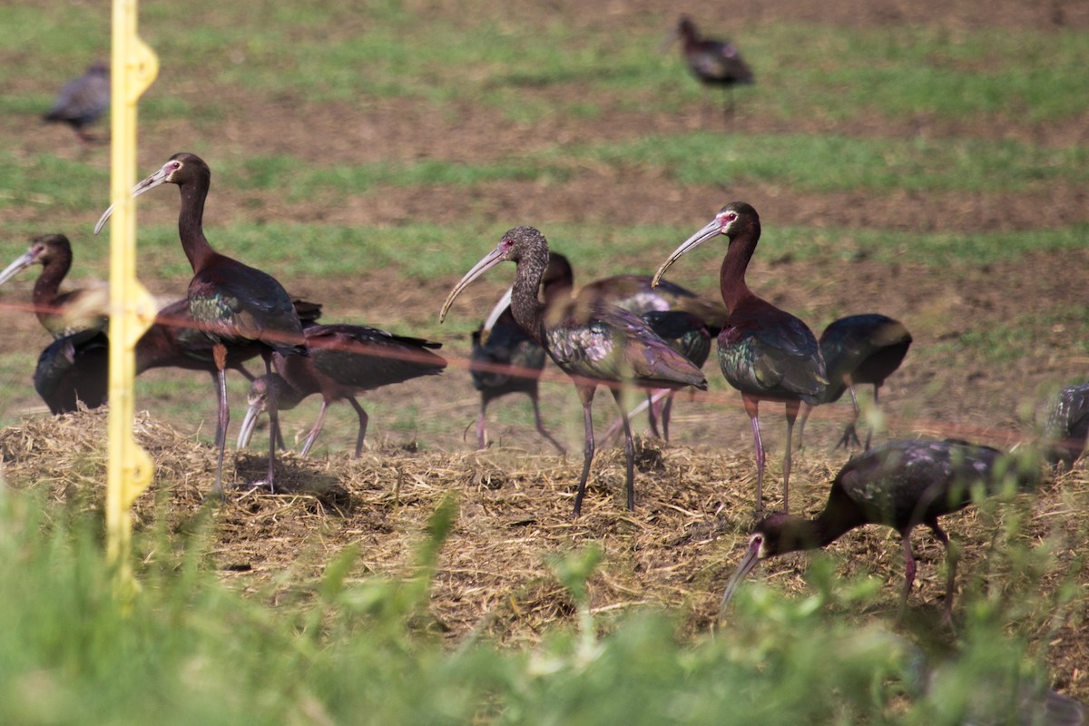 White-faced Ibis - Lucas Ignacio Paloni