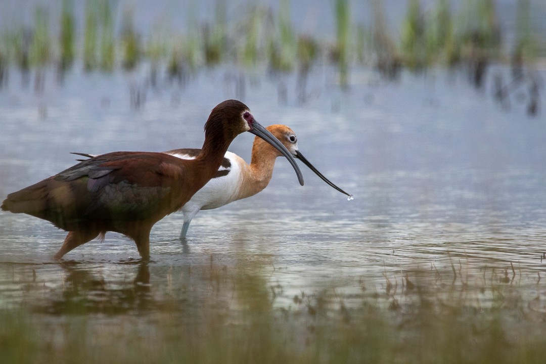 White-faced Ibis - Rain Saulnier