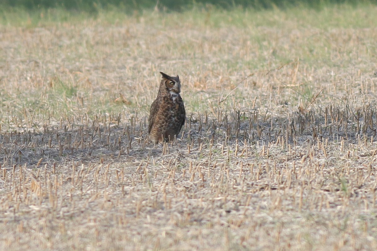 Great Horned Owl - ML387345151