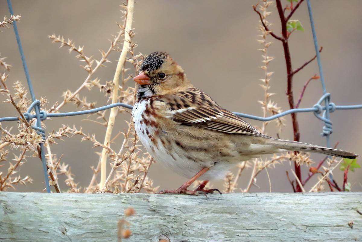 Harris's Sparrow - ML387345291