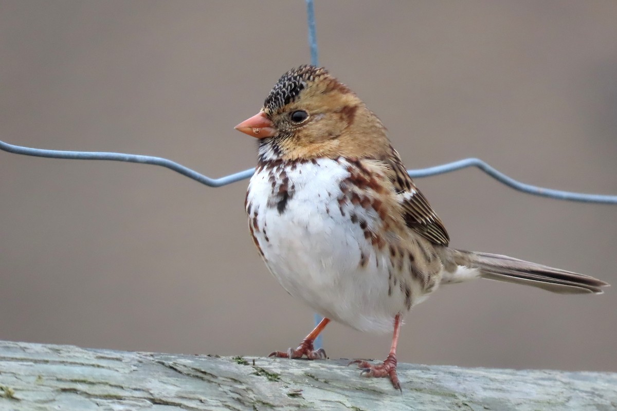 Harris's Sparrow - ML387345321