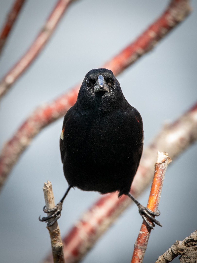 Red-winged Blackbird - ML387345761