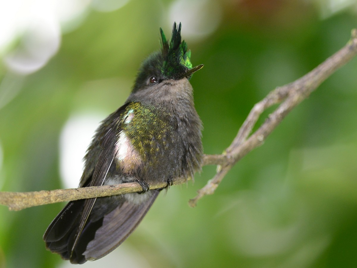 Antillean Crested Hummingbird - ML38734611