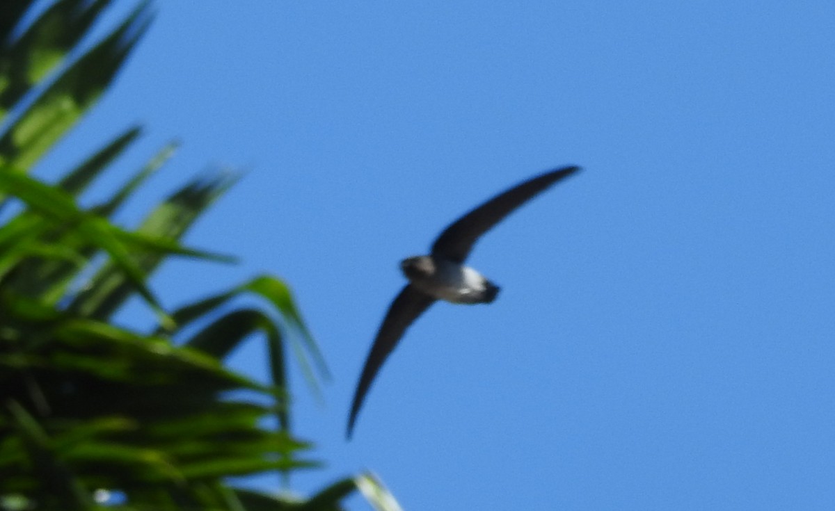 White-nest Swiftlet - Manoj Karingamadathil