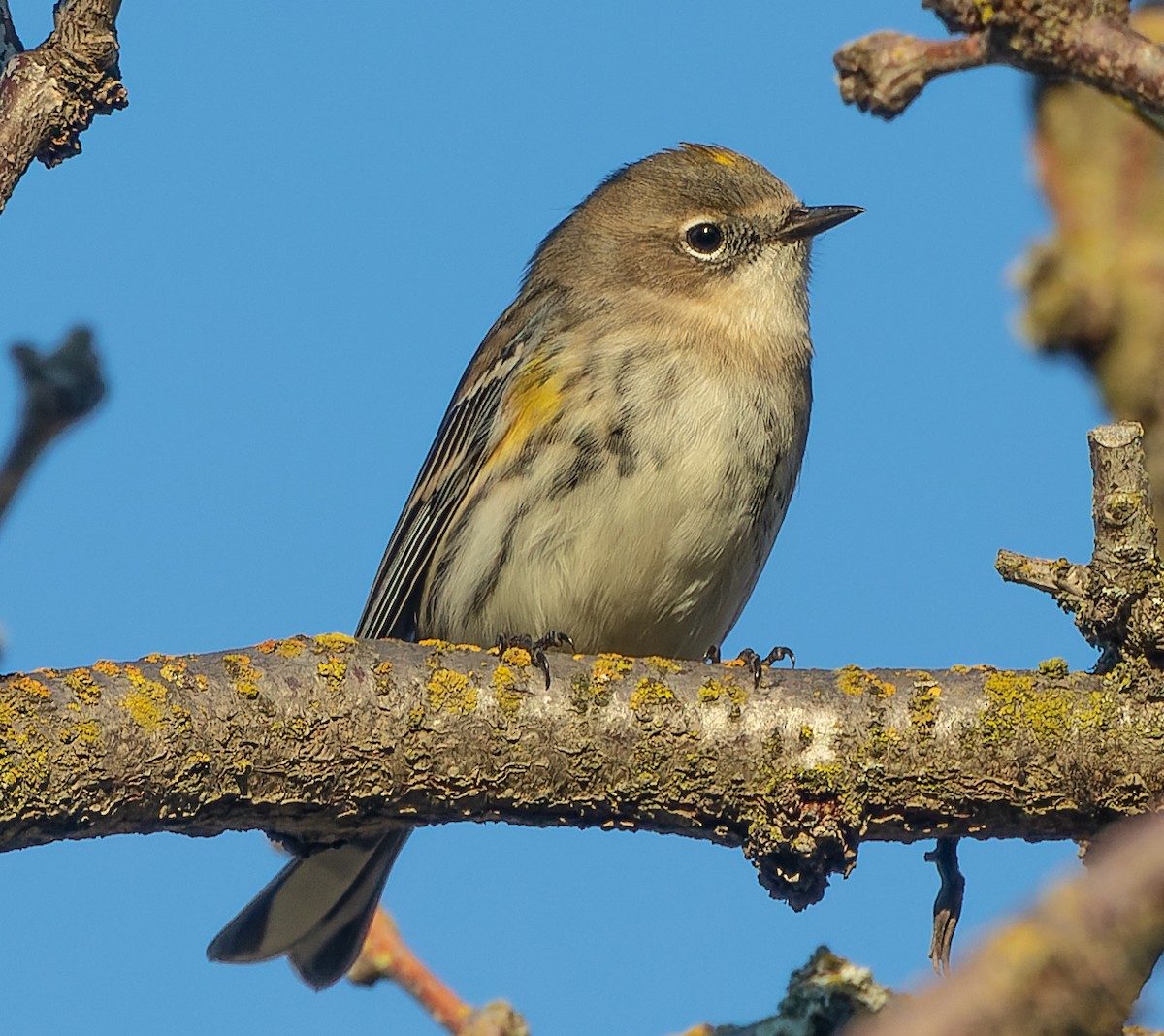 Пісняр-лісовик жовтогузий (підвид coronata) - ML387347871