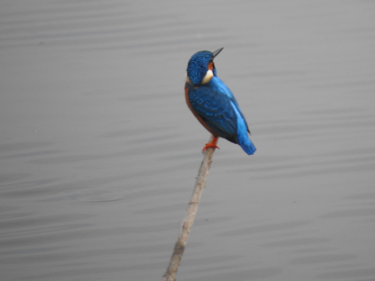 Common Kingfisher - ML387347901