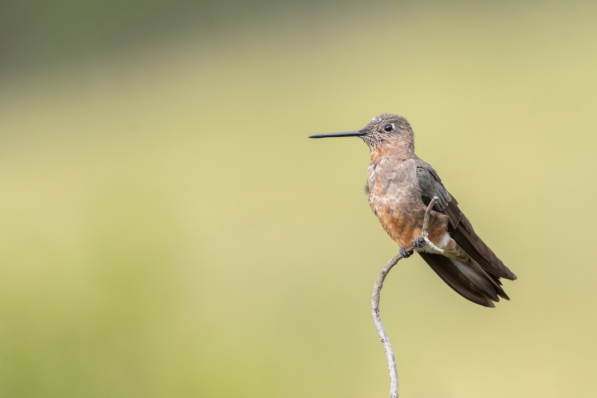 Giant Hummingbird - ML387348241