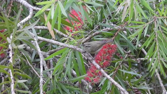 Large-billed Leaf Warbler - ML387348301