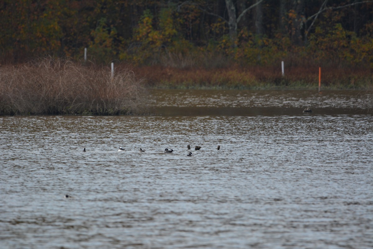 Bufflehead - ML387348571