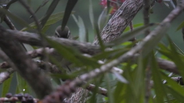 Large-billed Leaf Warbler - ML387349551