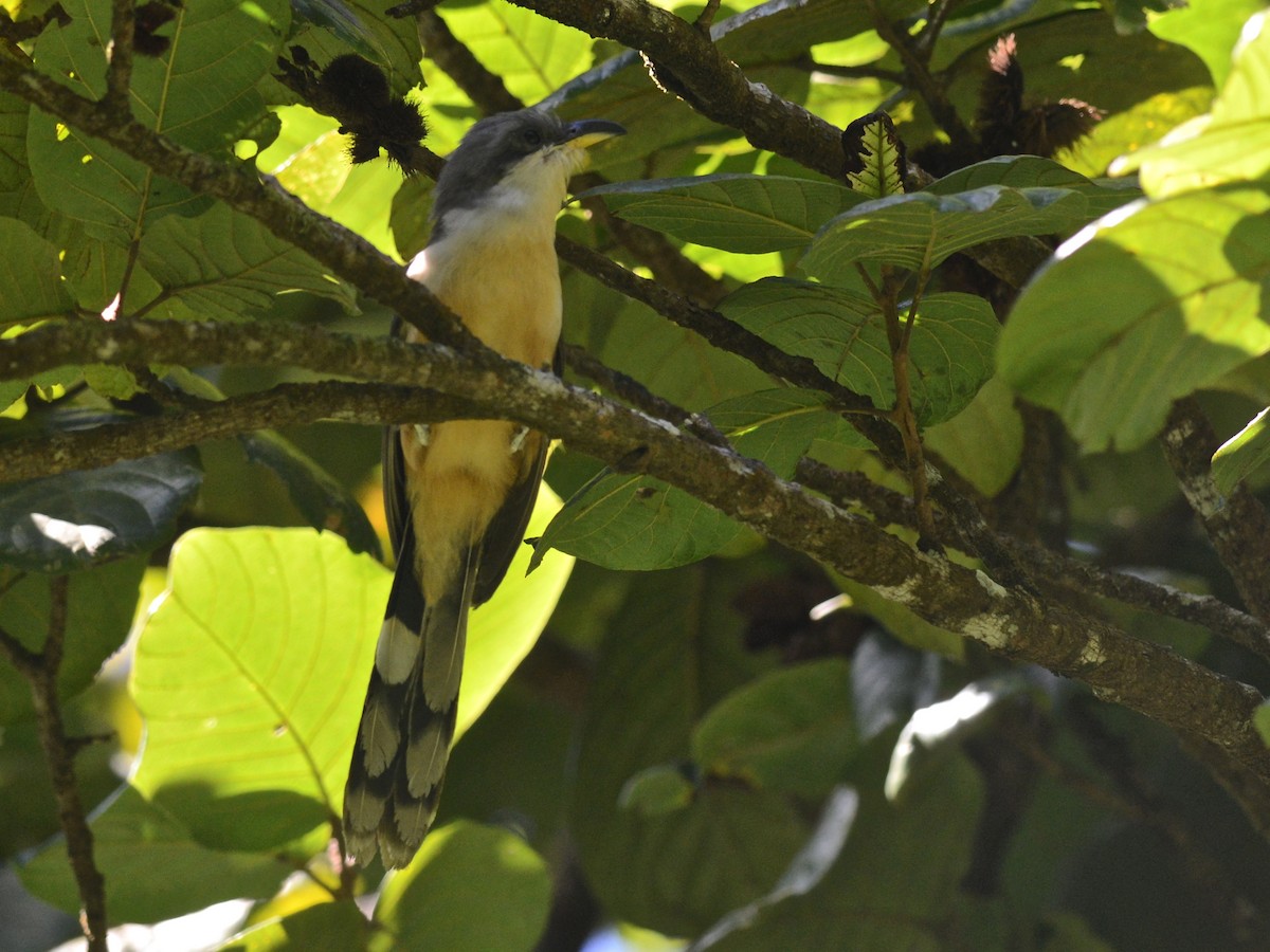 Mangrove Cuckoo - ML38735091