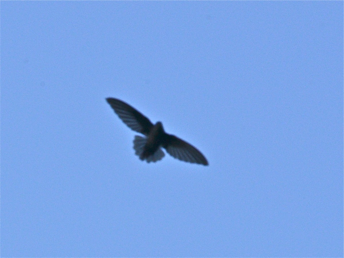 Lesser Antillean Swift - Alan Van Norman