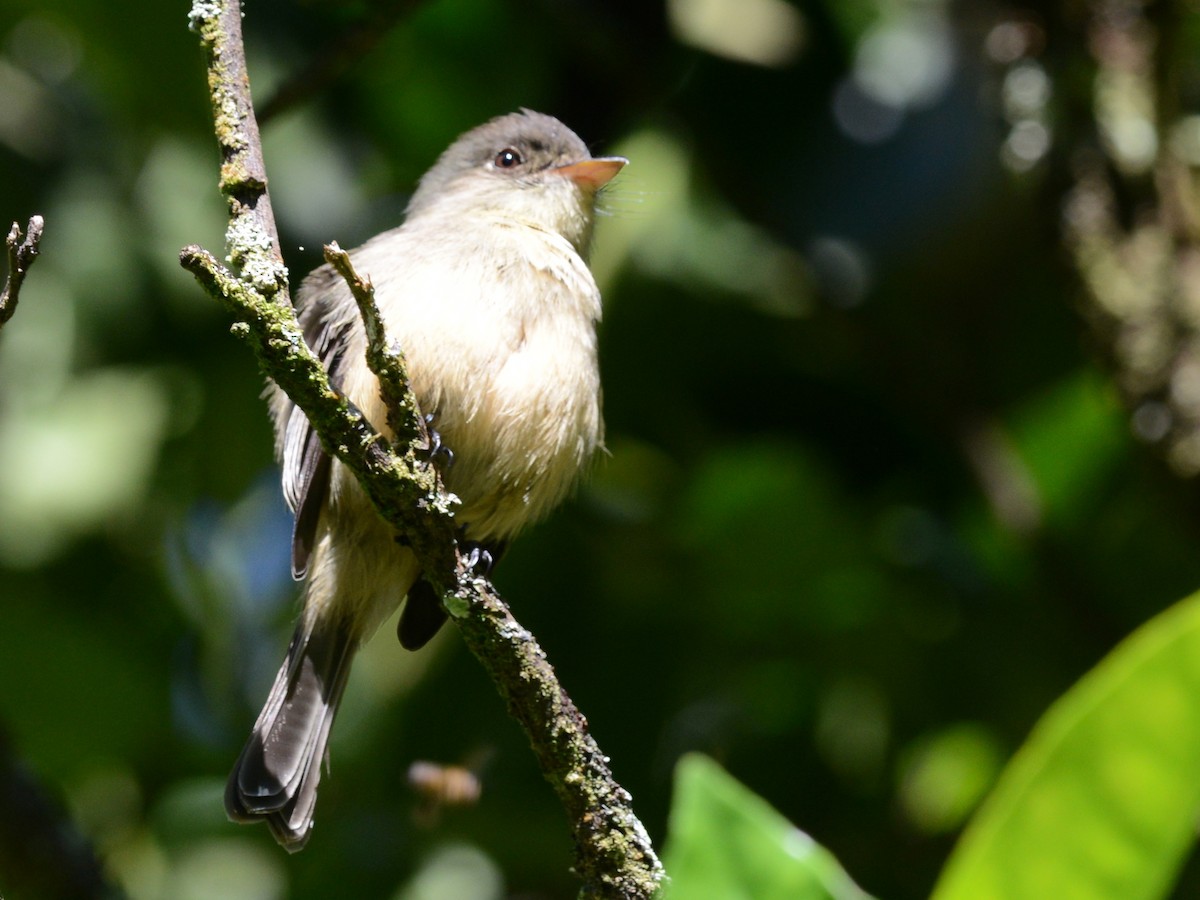 Lesser Antillean Pewee - ML38735151