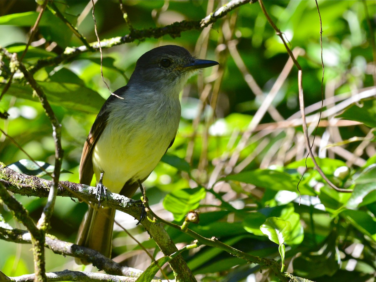 Lesser Antillean Flycatcher - ML38735161