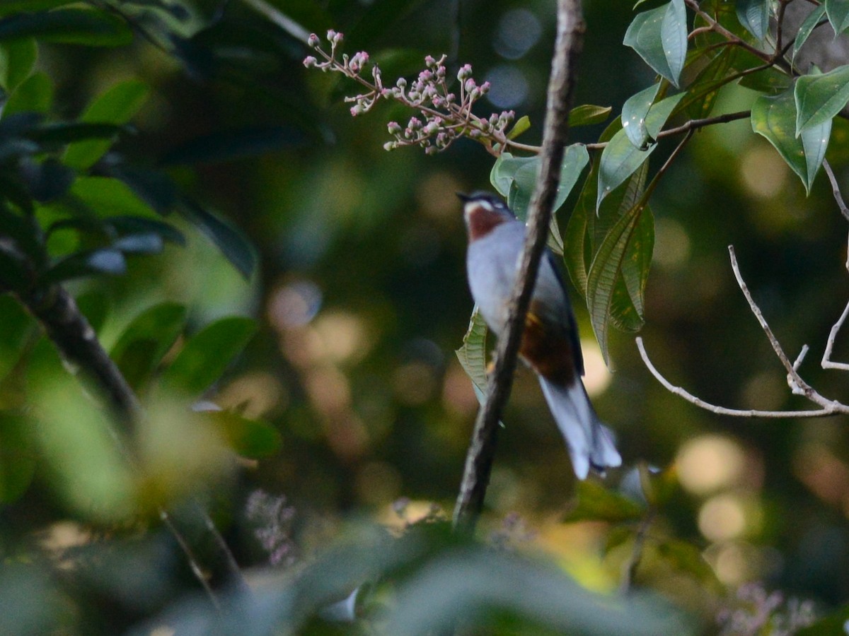 Rufous-throated Solitaire - ML38735191