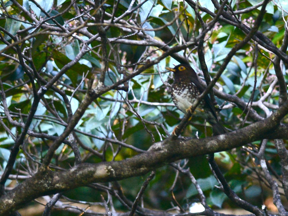 Forest Thrush - ML38735201