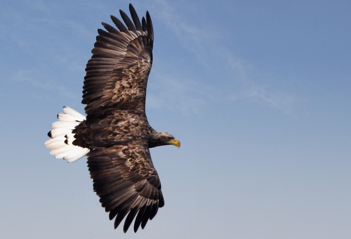 White-tailed Eagle - ML387352801