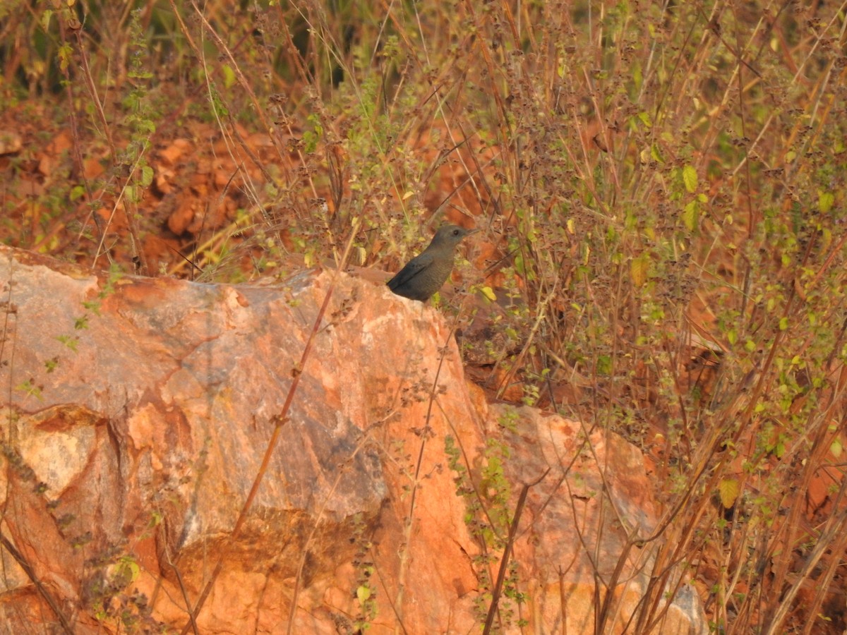 Blue Rock-Thrush - ML387352941