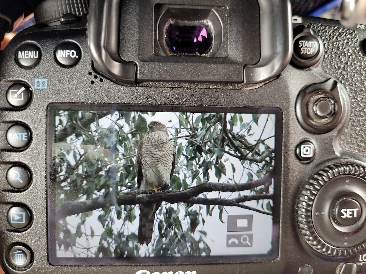 Eurasian Sparrowhawk - ML387353551