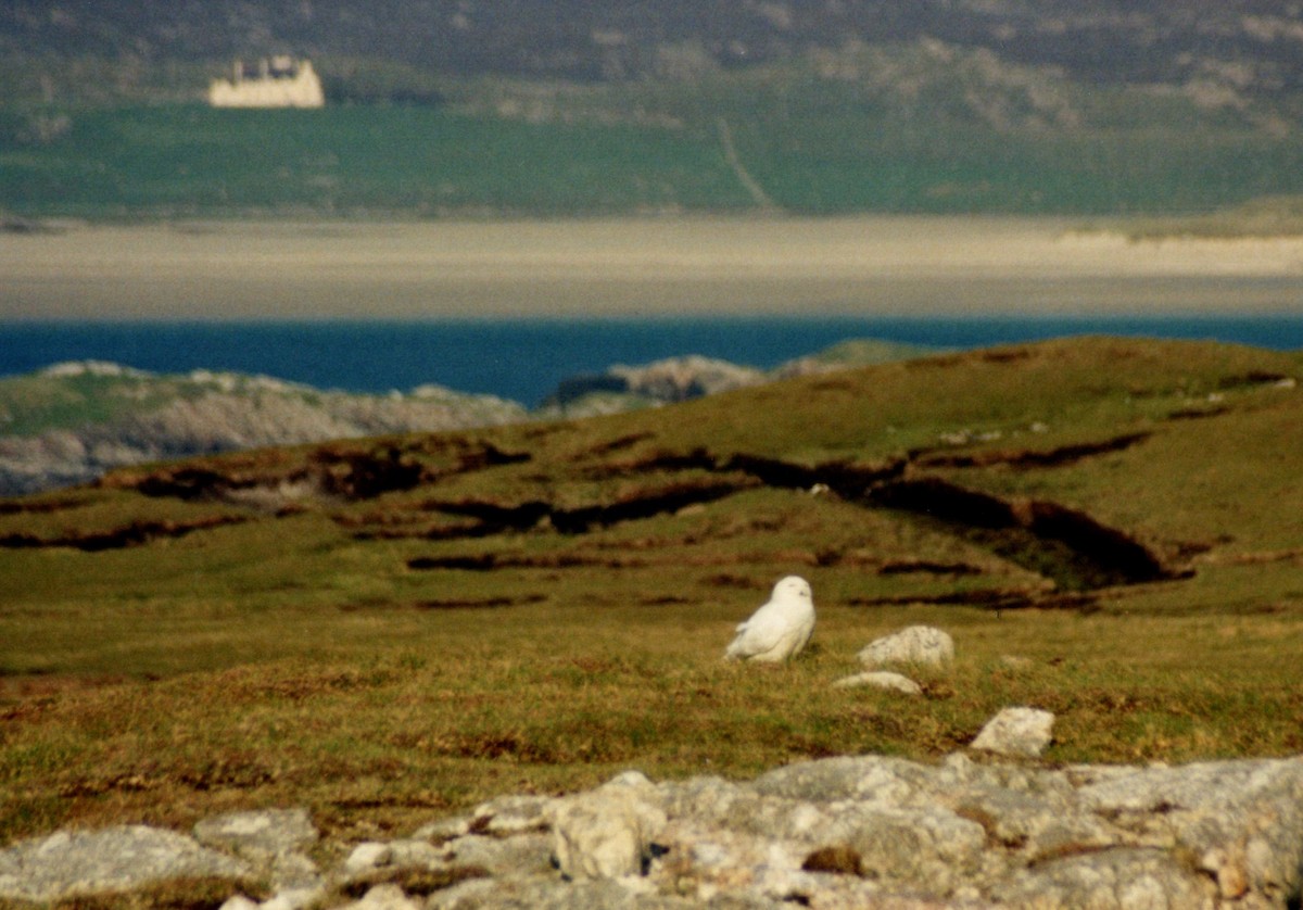 Snowy Owl - ML387353821