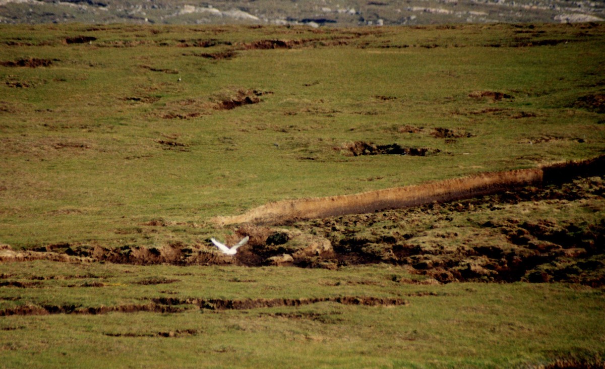 Snowy Owl - ML387353831