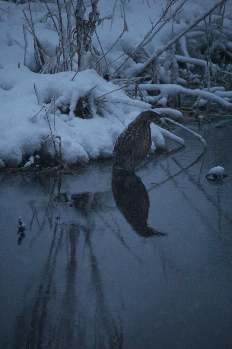 American Bittern - ML387354831