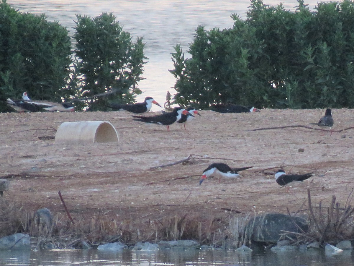 Black Skimmer - ML387355661