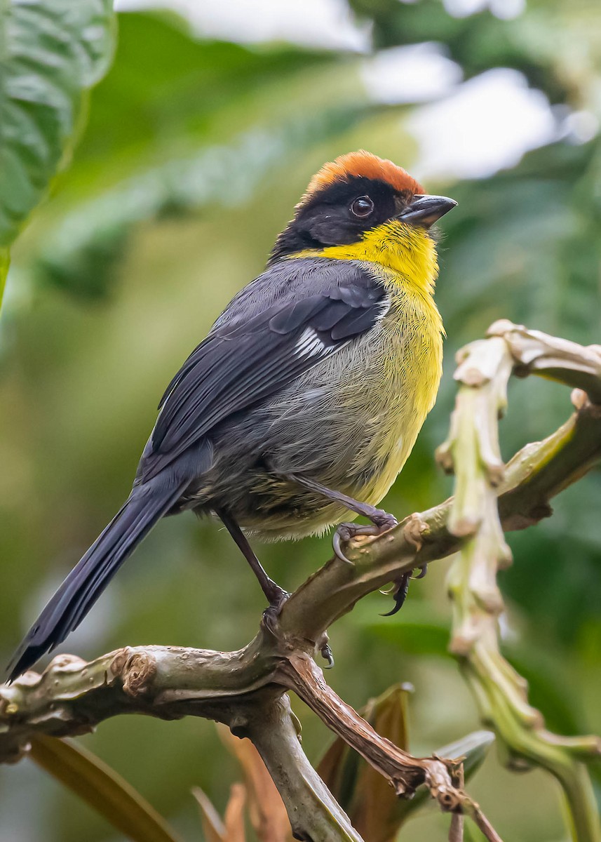 Yellow-breasted Brushfinch - ML387356081