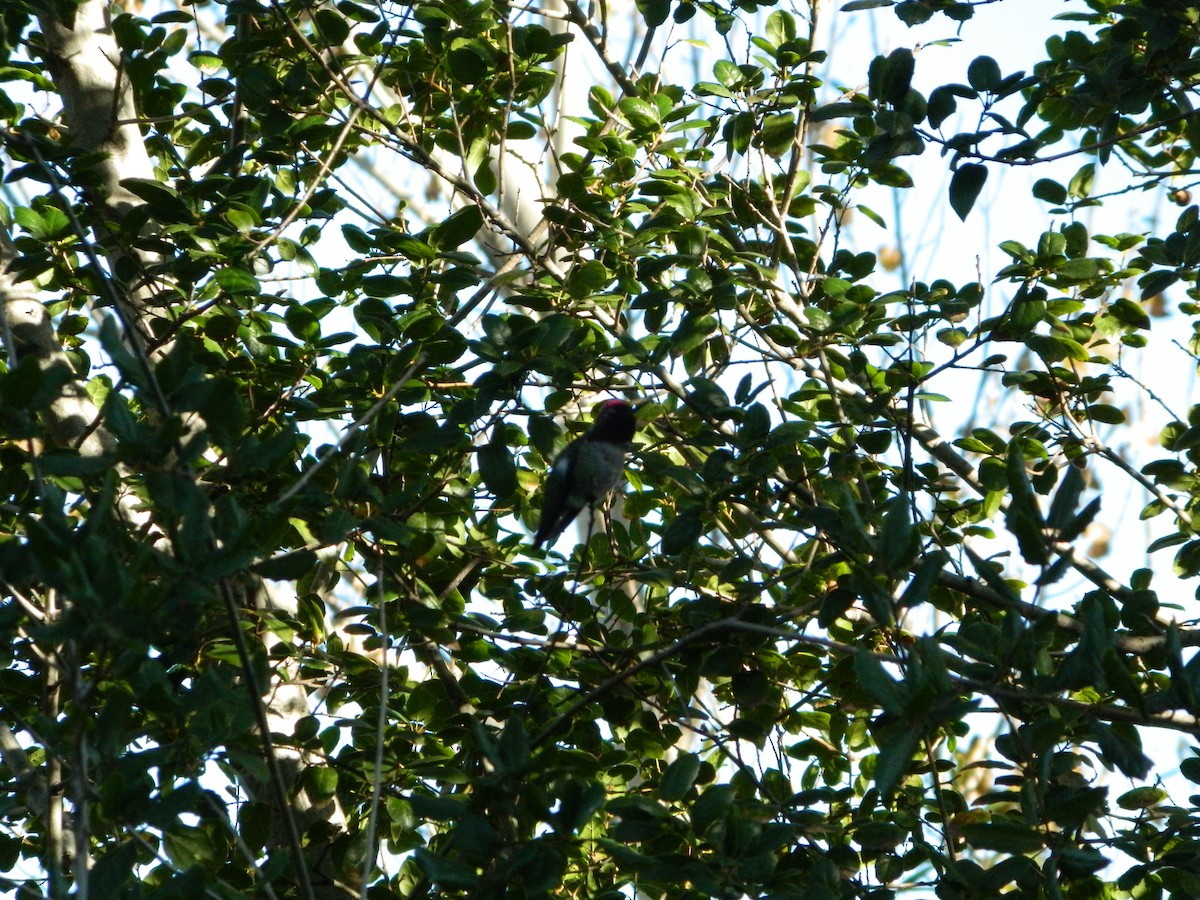 Colibrí de Anna - ML387356471