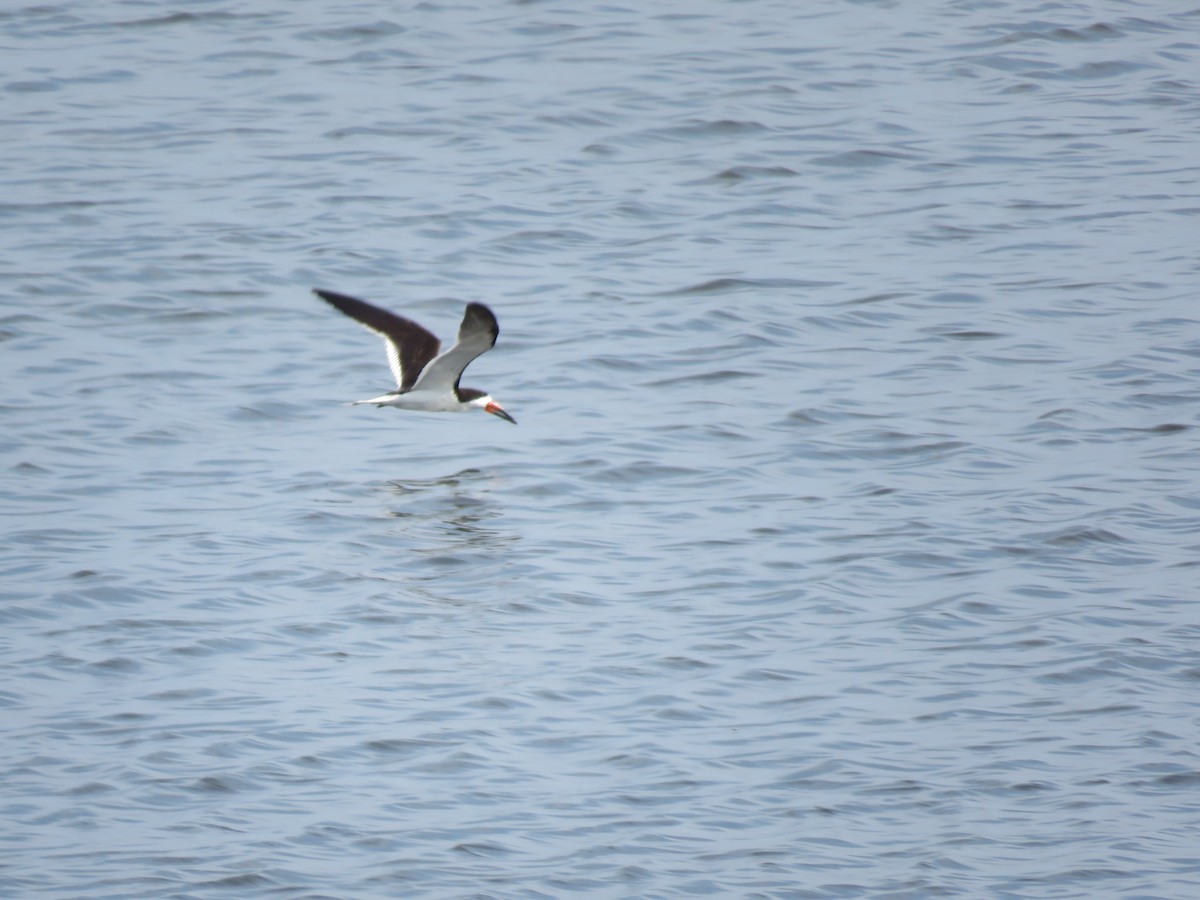 Black Skimmer - ML387356901