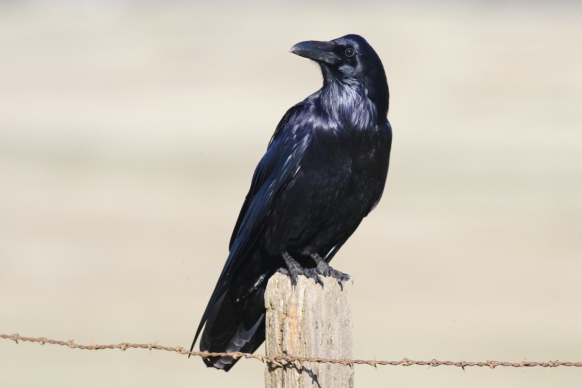 Common Raven - ML387358221