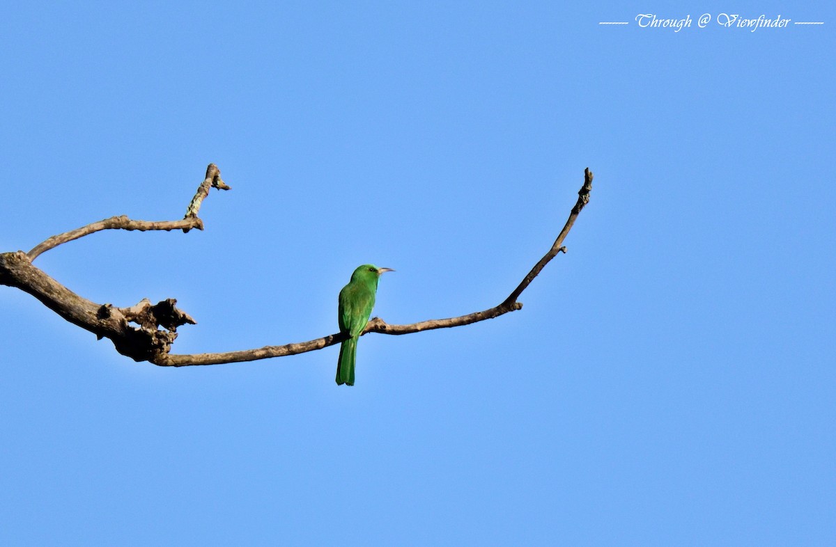 Blue-bearded Bee-eater - Prashobh Ailyam Nair