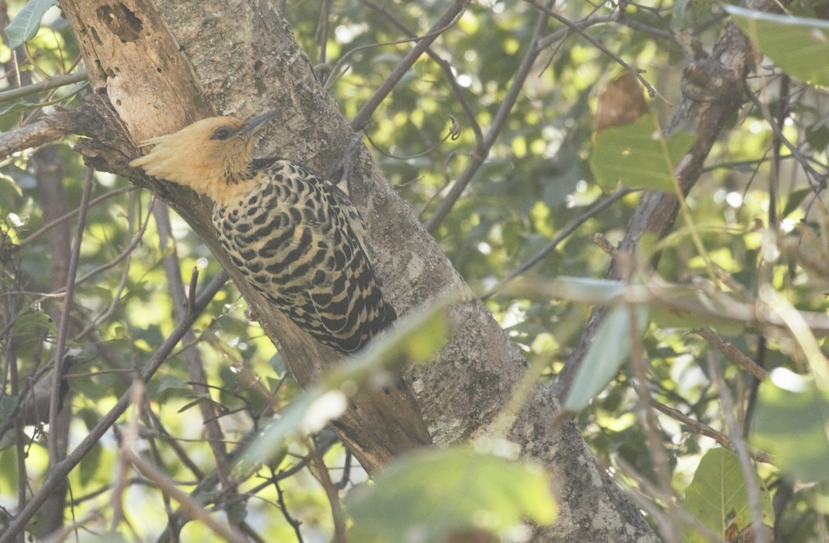 Ochre-backed/Blond-crested Woodpecker - Gabriel Abreu