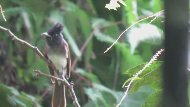 Black Paradise-Flycatcher - ML387361351