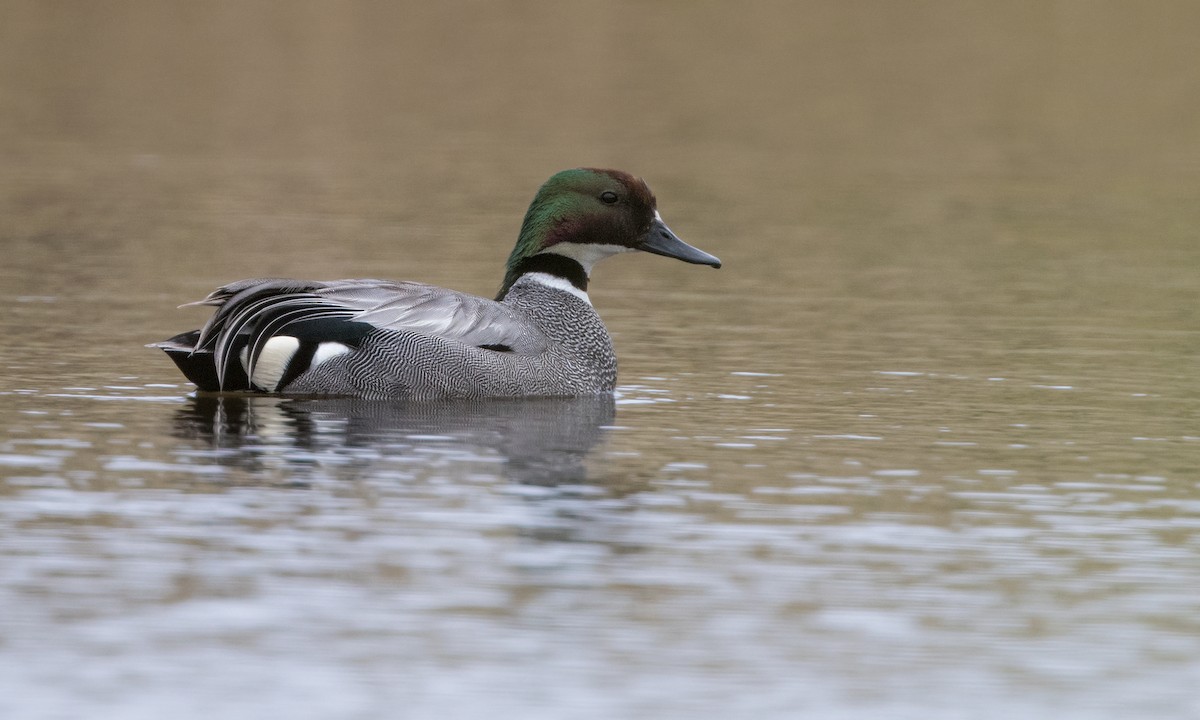 Falcated Duck - ML387361491