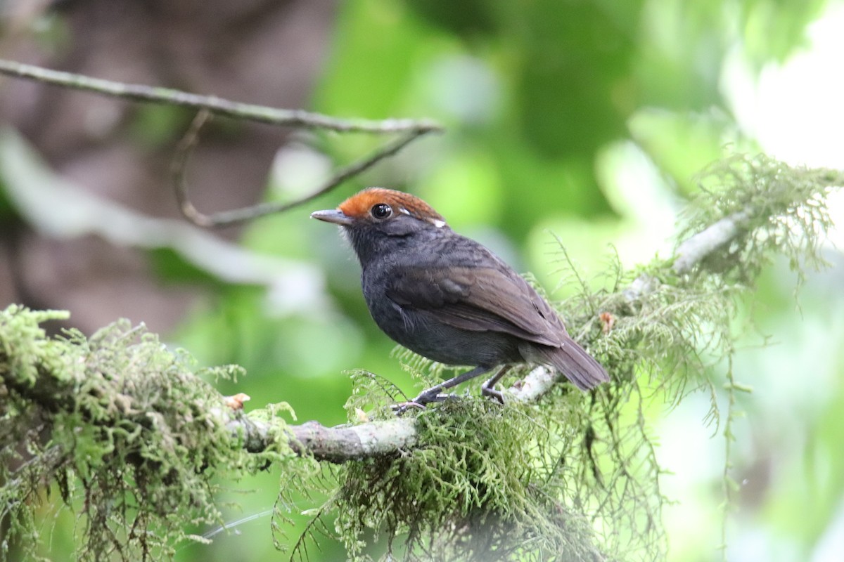 Chestnut-crowned Gnateater - Marcelo Quipo