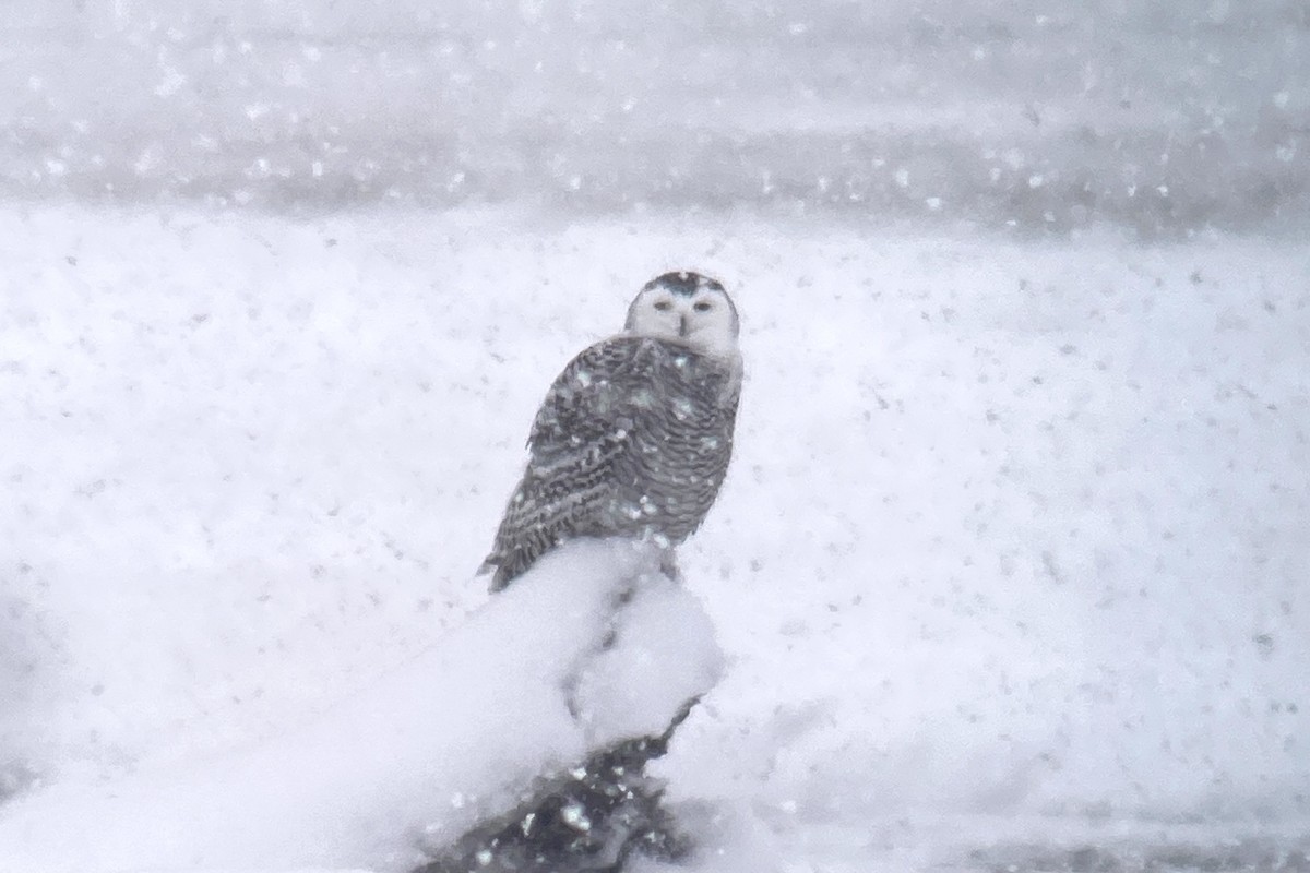 Snowy Owl - Sulli Gibson