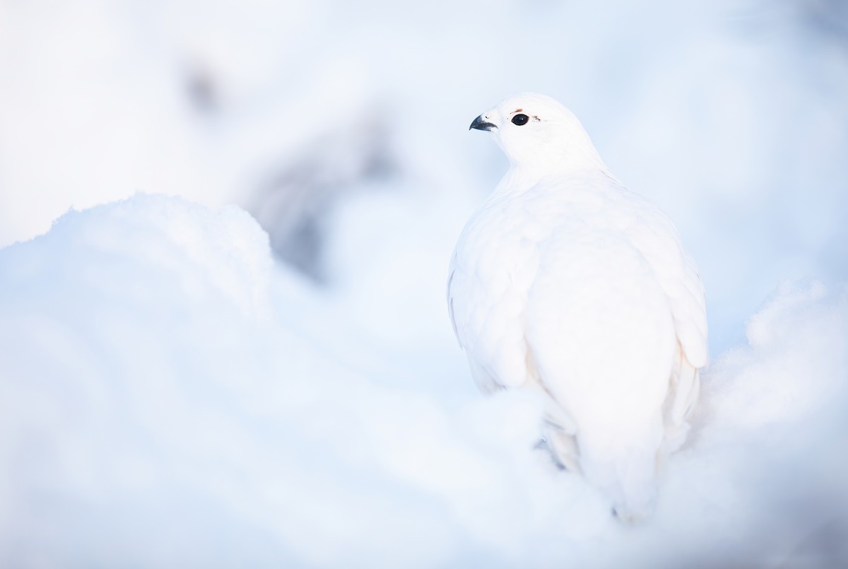 Willow Ptarmigan - ML387363591