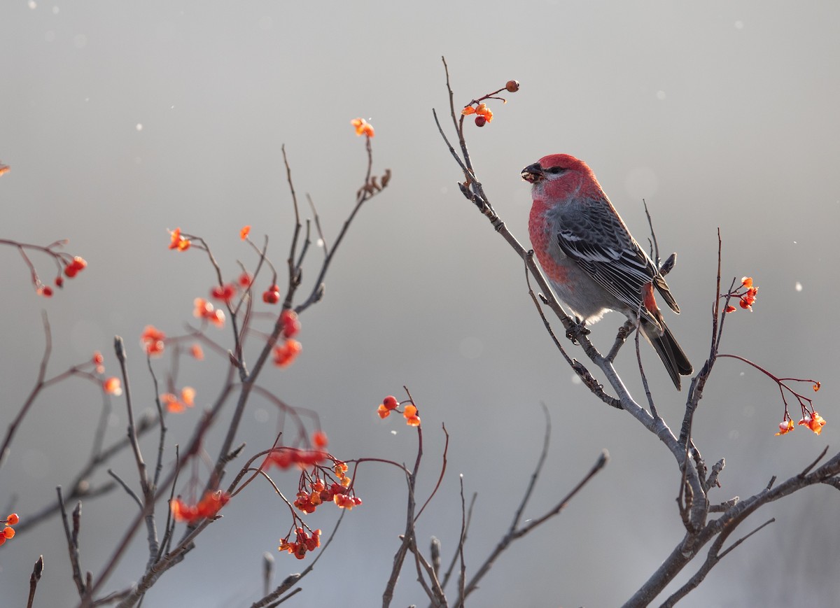 Pine Grosbeak - ML387363621