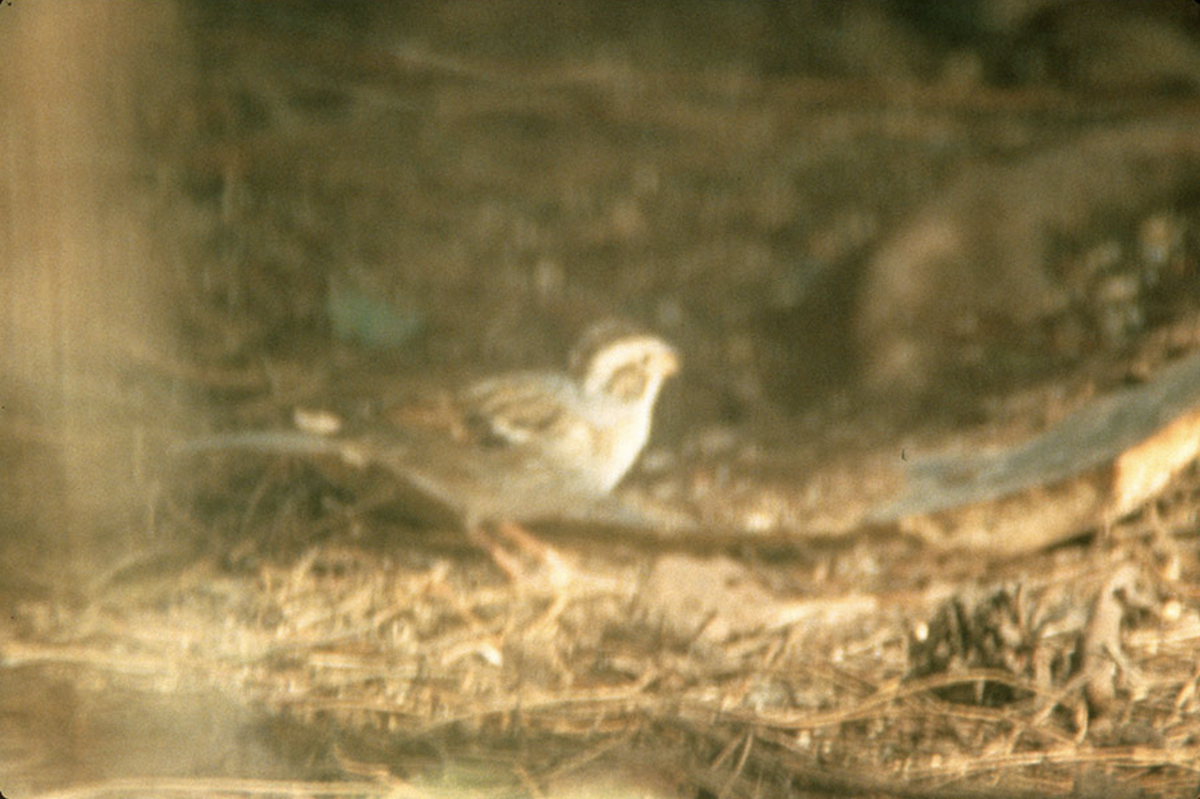 Clay-colored Sparrow - ML387365121