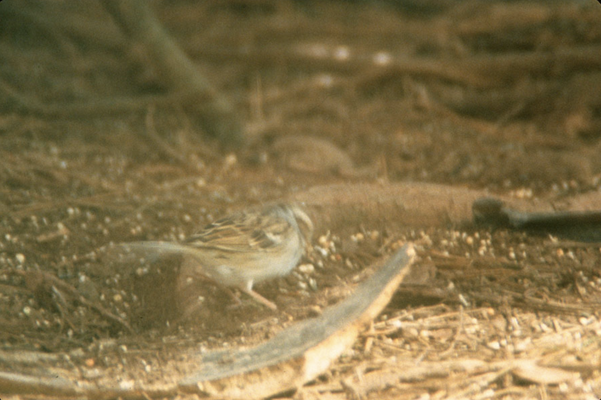 Clay-colored Sparrow - ML387365131