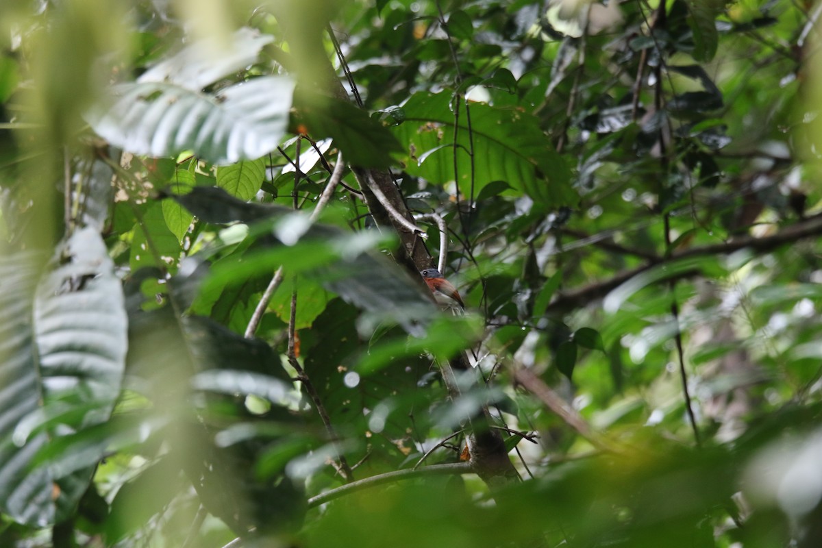 Chestnut Wattle-eye - Benjamin Bureau