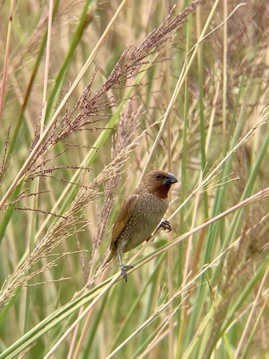 Scaly-breasted Munia - Patrick James