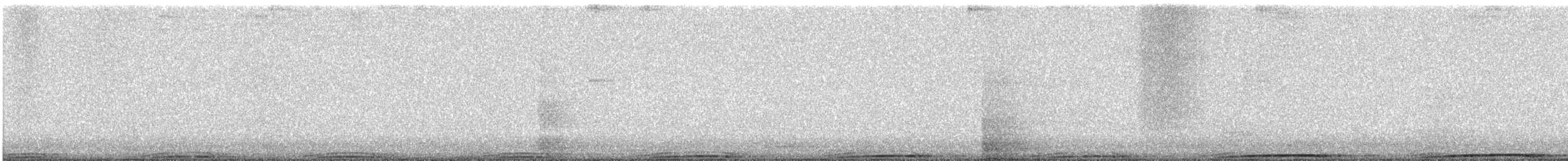 holub skalní (domácí) - ML387368151