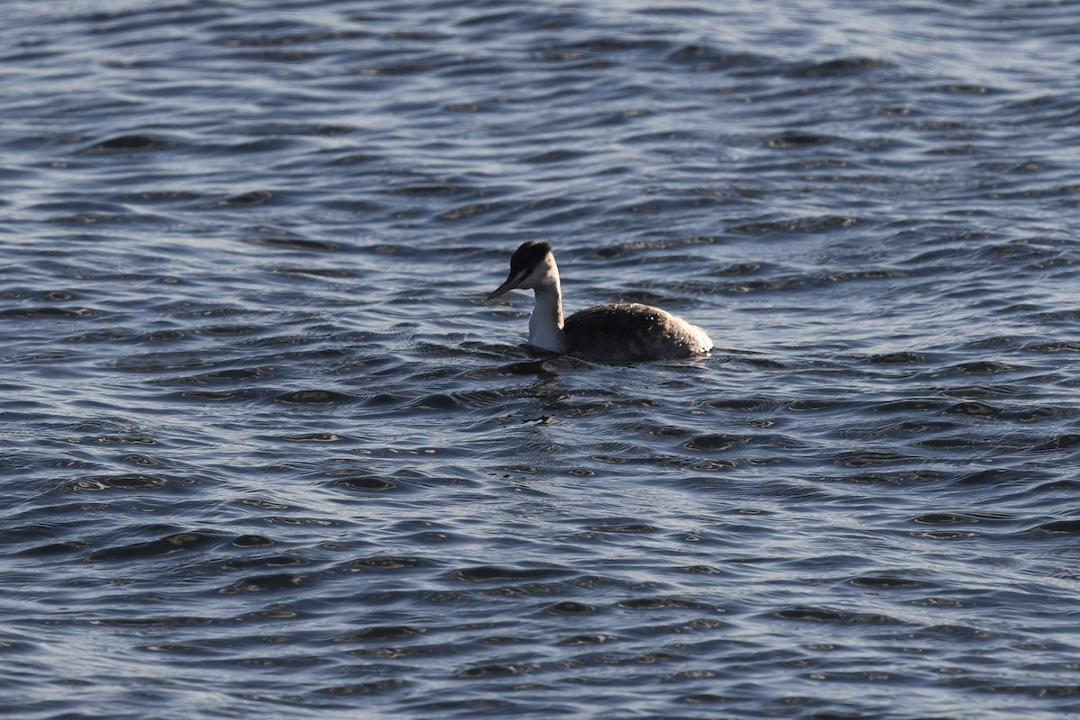 Great Crested Grebe - Brian McGurgan