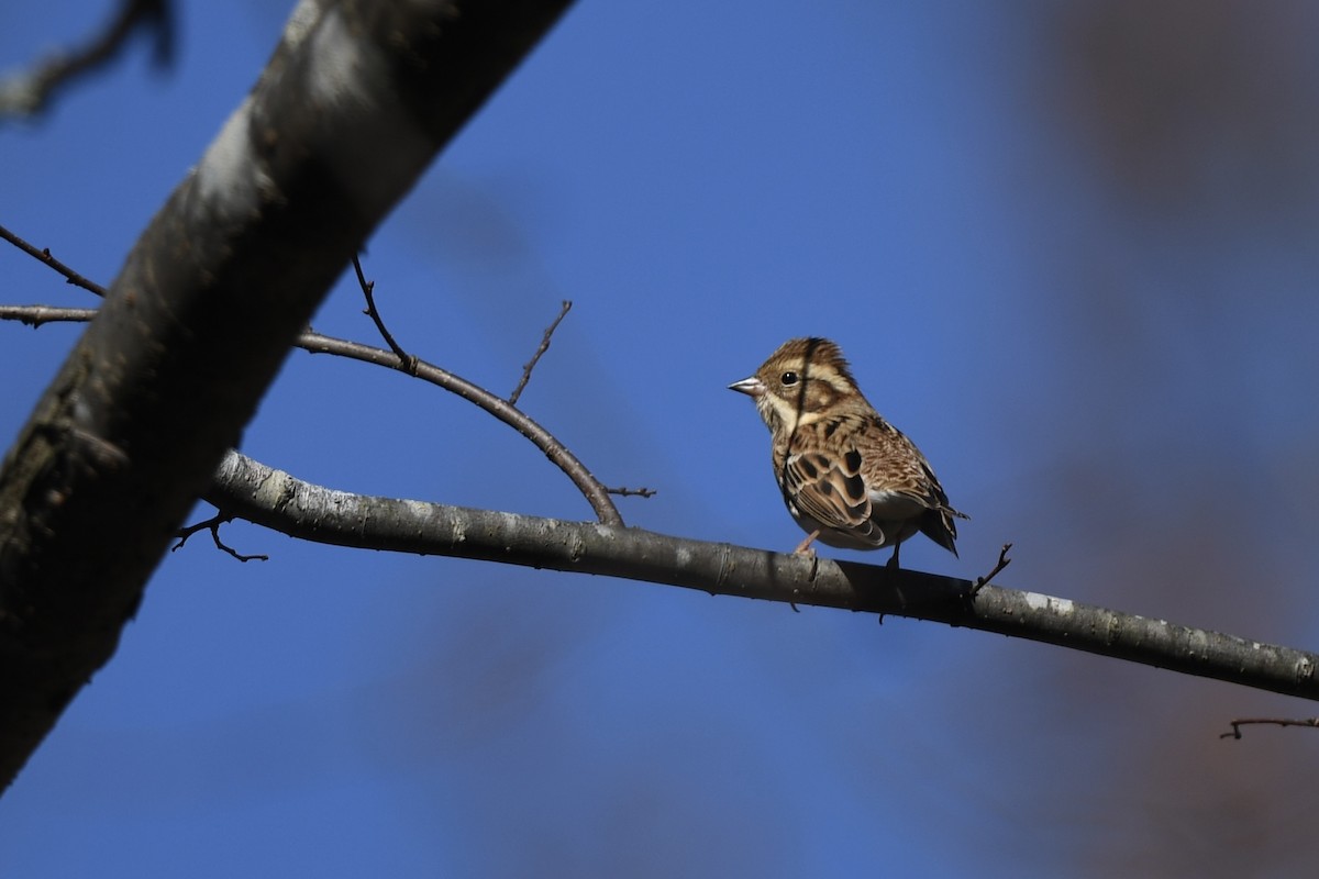 Rustic Bunting - ML387368581